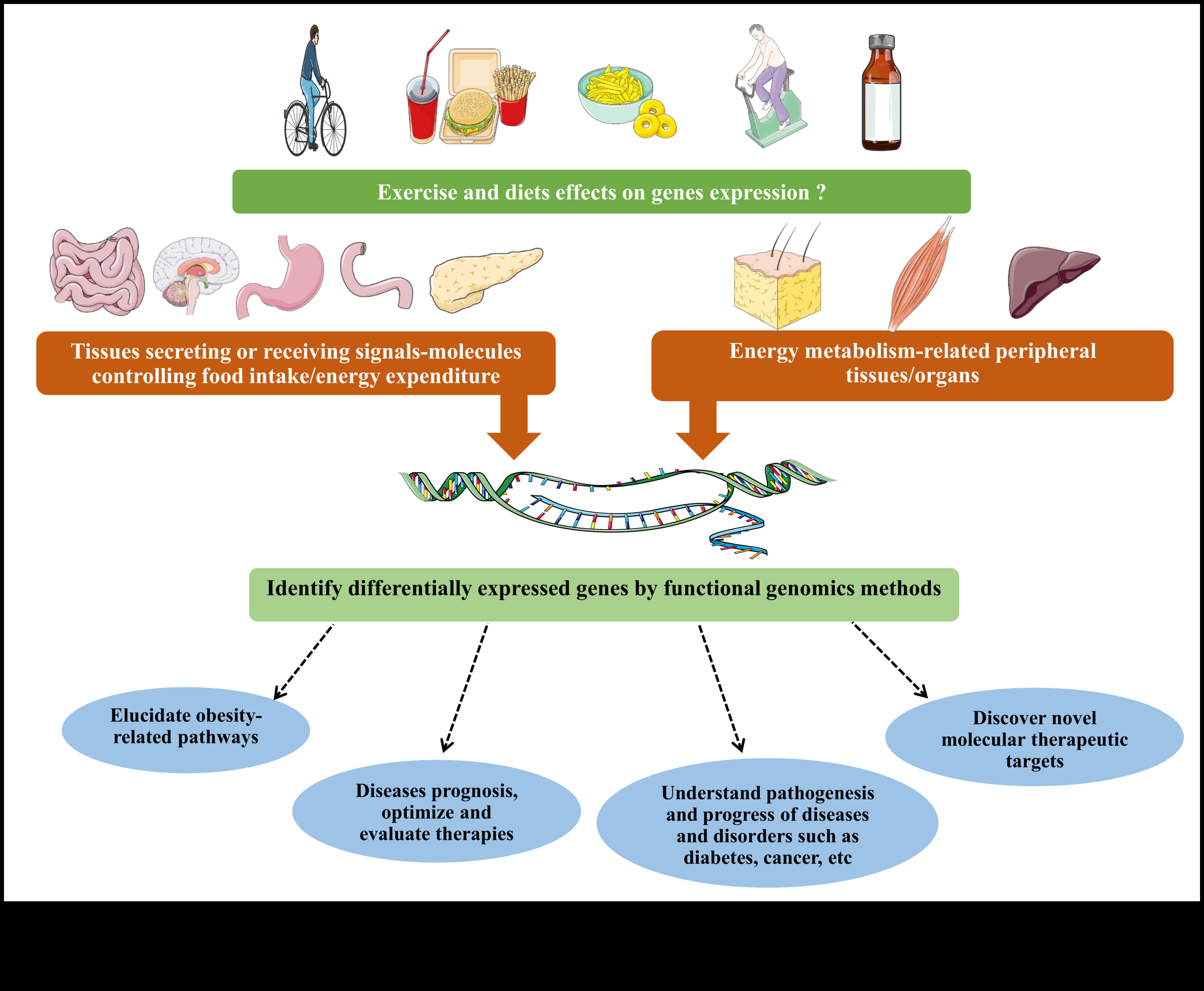 Dietele stilului de viață și influența geneticii asupra rezultatelor